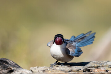 Blauwe Ekster, Iberian Magpie, Cyanopica cooki