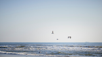 カモメ飛ぶ 海景