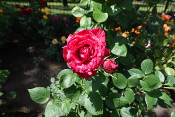 Ruby red striped flower of rose in June