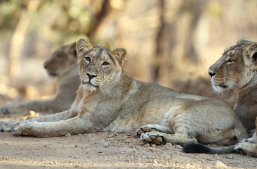 Obraz na płótnie Canvas Asiatic lion, Panthera leo leo