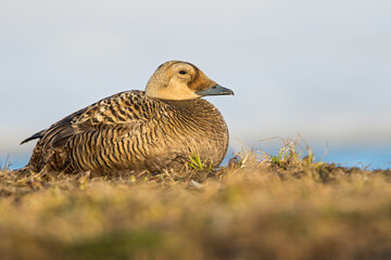 Spectacled Eider, Somateria fischeri