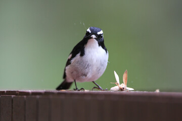 Little Pied Flycatcher, Ficedula westermanni