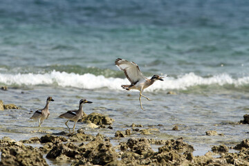 Beach Thick-knee, Esacus magnirostris