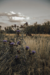 thistle in the field, thistle plant