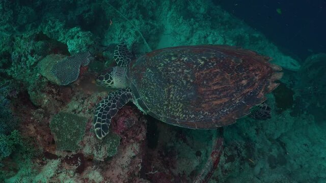 Wide angle shot of a Hawksbill sea turtle feeding on a sponge on a tropical coral reef.