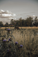 thistle in the field, thistle plant