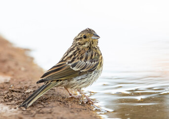 Cirl Bunting, Emberiza cirlus
