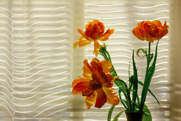 bouquet of yellow-orange tulips in a vase on the windowsill against the background of a window with a white curtain with copy space, selective focus