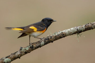 American Redstart, Setophaga ruticilla
