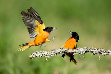 Baltimore Oriole, Icterus galbula