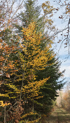 Fototapeta premium late autumn in the forest with green spruce and yellow tree