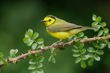 Obraz premium Hooded Warbler, Setophaga citrina