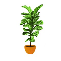 An illustration of a fiddle fig in a pot plant isolated in a white background