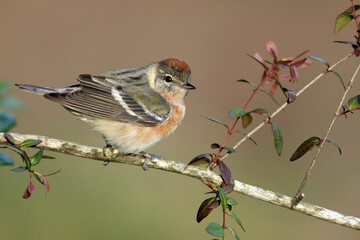 Bay-breasted Warbler, Setophaga castanea