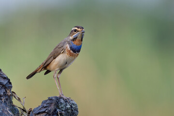 beautiful bird has multiple colors on its chest feathers perching on burn timber expose over fine blue green background
