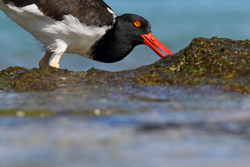 Galapagos Oystercatcher, Haematopus palliatus galapagensis
