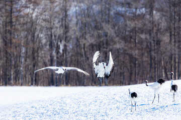 降り立ったタンチョウヅルのペア