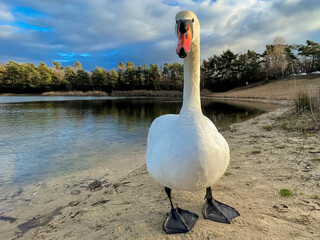 Close-up of a beautiful white swan at a little lake not far away from Frankfurt at a cold day in winter.