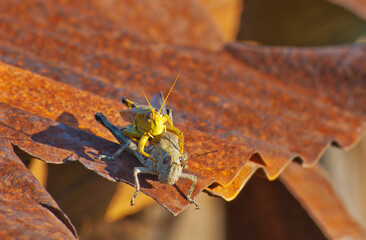 545-15 Grasshoppers on a Hot Tin Roof