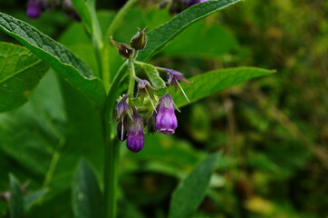 Purple comfrey flowers. Wild plant. Symphytum officinale