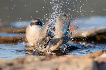 Obraz premium Blauwe Ekster, Iberian Magpie, Cyanopica cooki