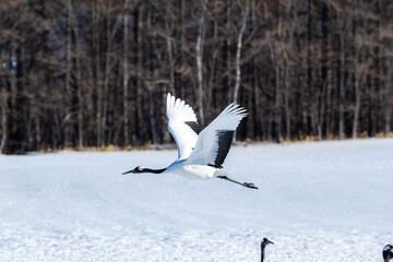 舞うタンチョウヅル