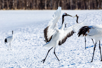 着地したタンチョウヅル