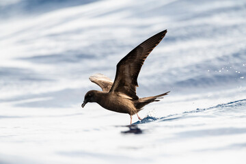 Bulwer's Petrel, Bulweria bulwerii