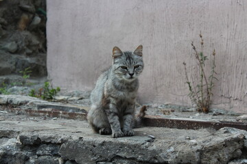 Curious cat