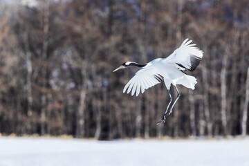 舞い降りるタンチョウヅル