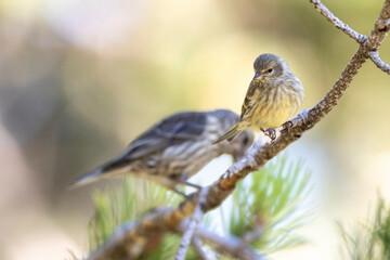 Citril Finch, Serinus citrinella