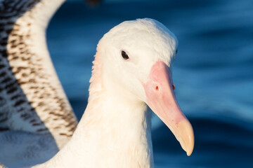 Gibson's Albatross, Diomedea gibsoni