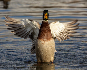 Male Mallard Duck readying for take off