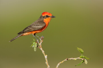 Vermilion Flycatcher, Pyrocephalus obscurus