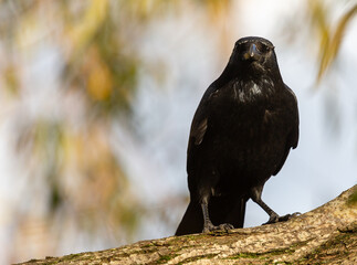 Carrion Crow perching in London 