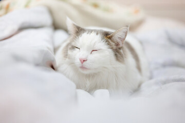 Fototapeta na wymiar ベッドの上で寝ている白猫