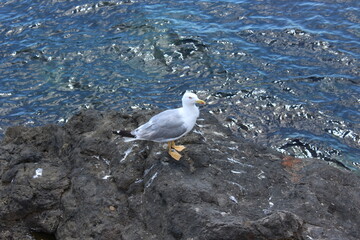 The Seagull