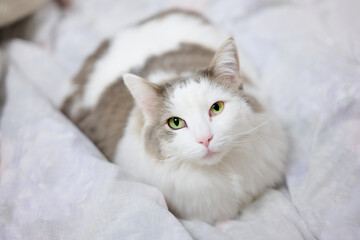 Fototapeta na wymiar ベッドの上に座っている白猫が見つめ合ってくれている