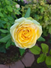 yellow roses in garden