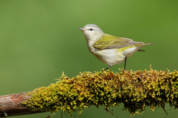 Tennessee Warbler, Leiothlypis peregrina