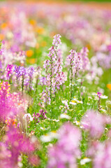 リナリアのお花畑