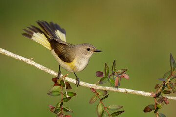 American Redstart, Setophaga ruticilla