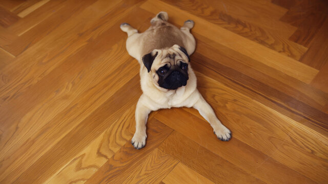 High angle view of adorable pug dog lying on wooden floor with claws scratches at home