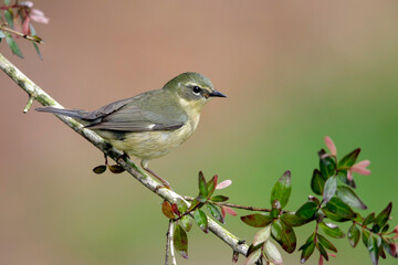 Black-throated Blue Warbler, Setophaga caerulescens