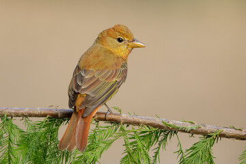 Summer Tanager, Piranga rubra