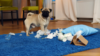 Little dog at home in the living room playing with staff