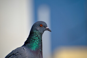 Rock dove or common pigeon or domestic pigeon or feral pigeon head close up with colourful blurred background 