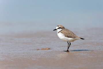 Kentish Plover, Charadrius alexandrinus