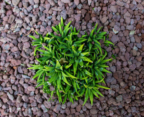 green leaves on the garden