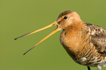 Black-tailed Godwit, Limosa limosa